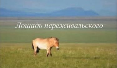 4 image in gallery