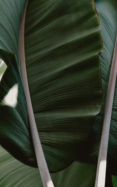 Dari's Wonderful Club