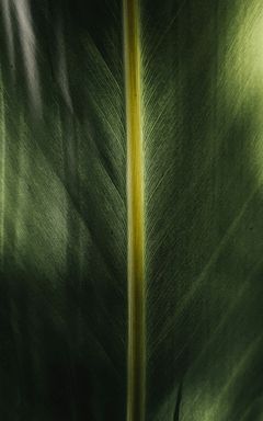 Vova's Wonderful Club