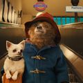 Paddington's avatar