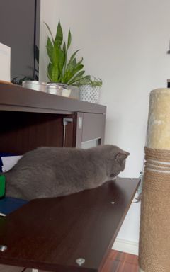 Tanya's Wonderful Club ✌️😻😺😻😻😺😻😸😻😻😸😾😻😸😿🙀😿😿😺😹😻😺😾😺😻😿😺