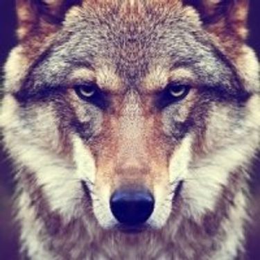 1 image in gallery