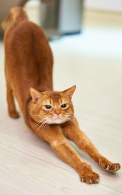 Jessica's Wonderful Club